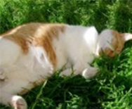 Schlafende Katze