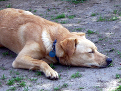 Schlafender Hund